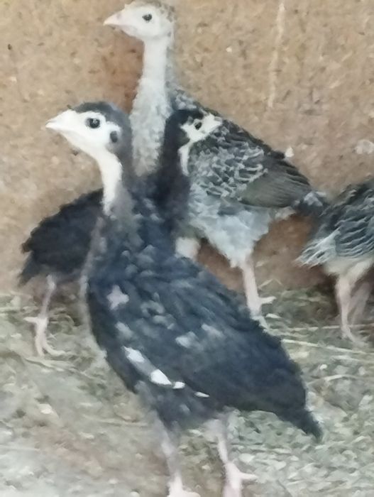 Продам индюшат 3 недели+