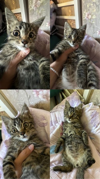 В добрые руки бесплатно кота