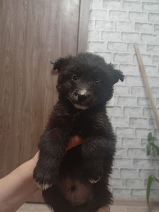 Щенки-звонки в добрые руки