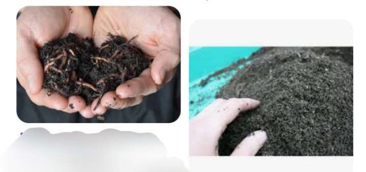 Zoogumus  (зоогумус -черной львинки)