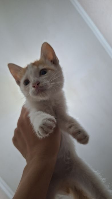 Котята,котенок в добрые ручки.