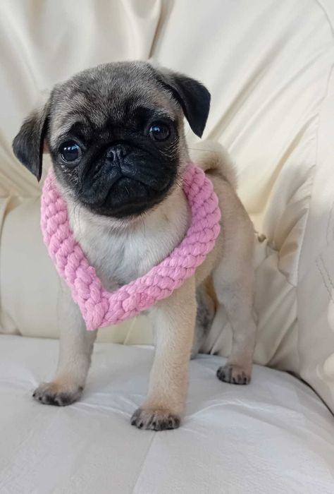 pui pug femela de vanzare