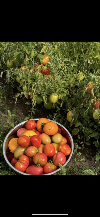 Костная мука удобрения