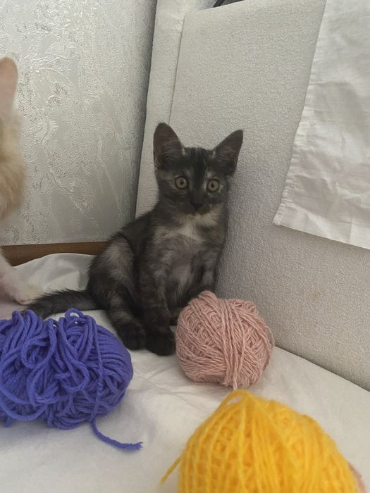 Котята мальчики и девочки