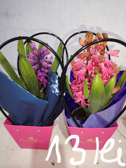 Vand zambile la ghiveci