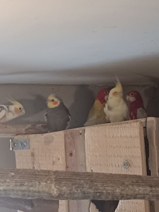 Desfințez papagali gîste canadiene .chochino pitic rațe sălbatice porumbei albi numai albi posta