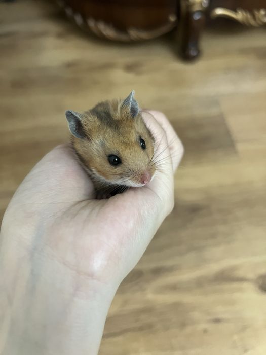 Сирийские хомячки