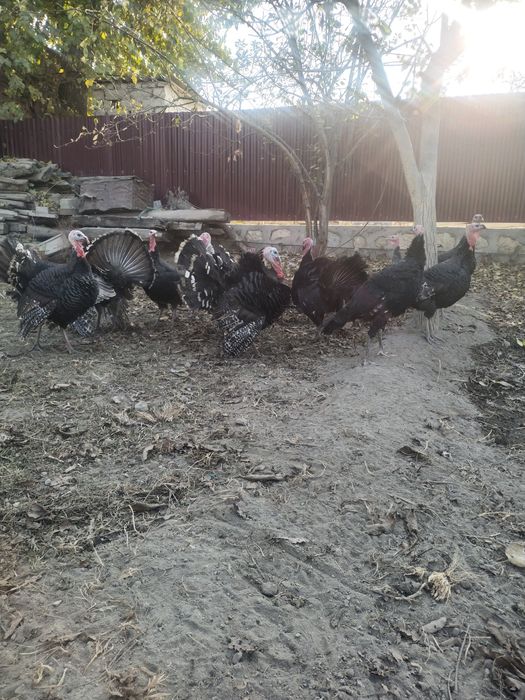 Kurkalar optom sotiladi