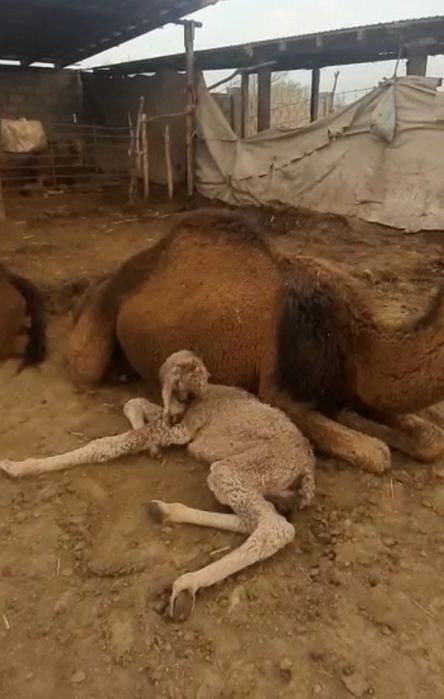 Htx-op4180-201 rev 1.3 диаграммасы