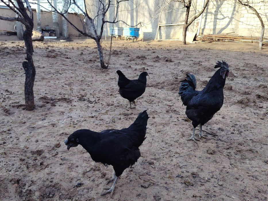 Uhayul xuroz va tovuqlar sotiladi