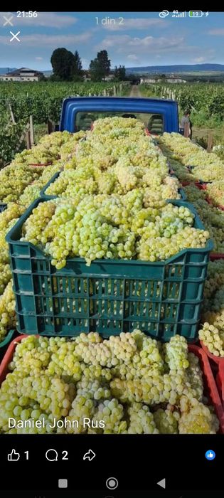 Vând struguri de vin transport gratuit in tuata țara 0724879073