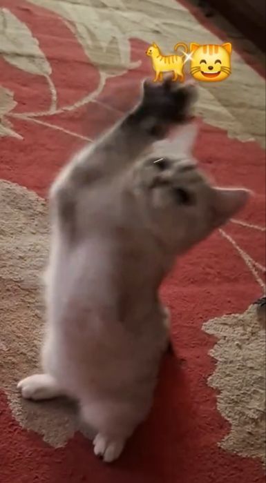 Бухоро шаҳарда мрамор Шиншилла 7 ойлик ўғилча сотилади