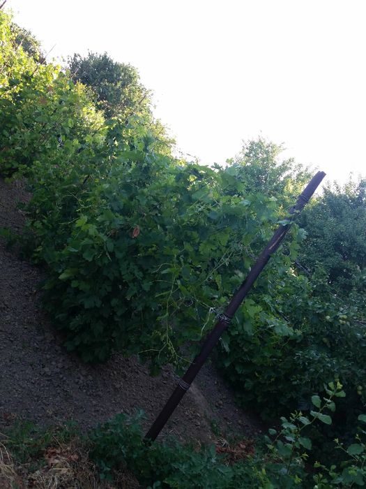 Продаётся дачный участок