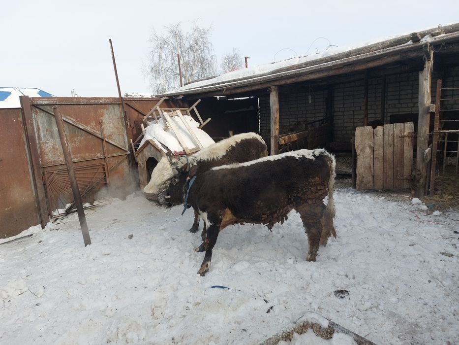 Продам два бычка