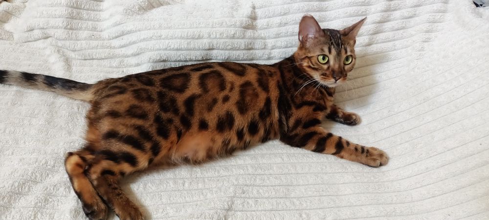 Продам бенгальскую кошечку