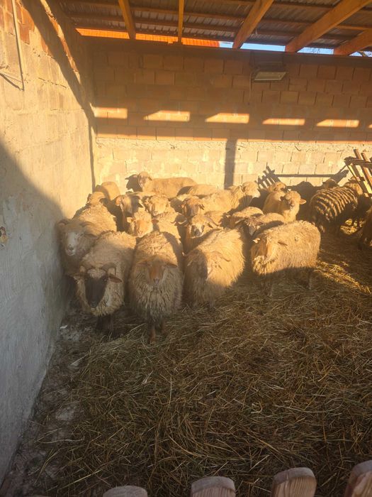 Oi de tinut sun bune de miei