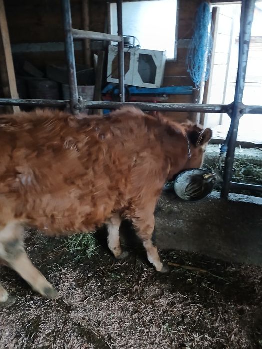 Vând vitel  de rasa