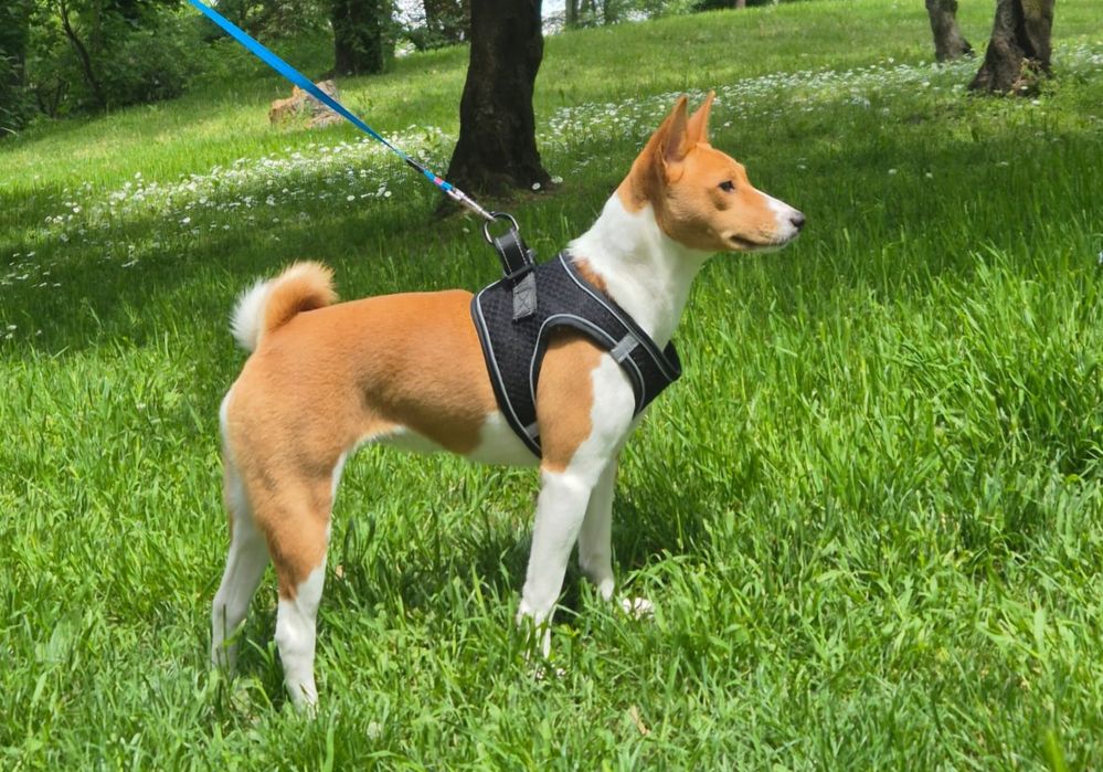 Pui Basenji de vânzare - Rasă pură, vaccinată și microcipată - București