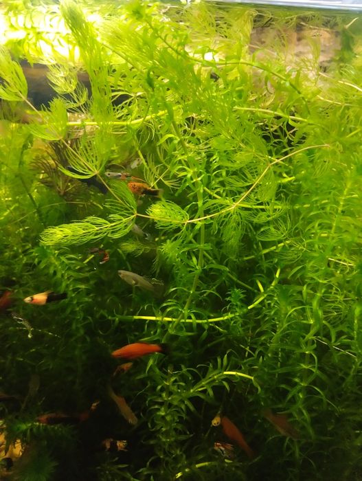 Продам растение ЭЛОДЕЯ!!!