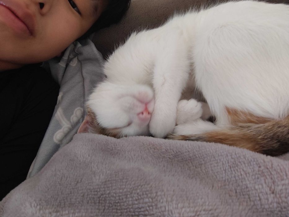 кошка девочка 2 года