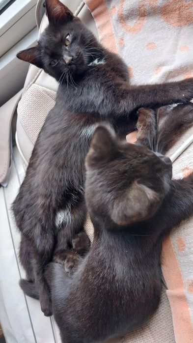 Котята.  3 месяца