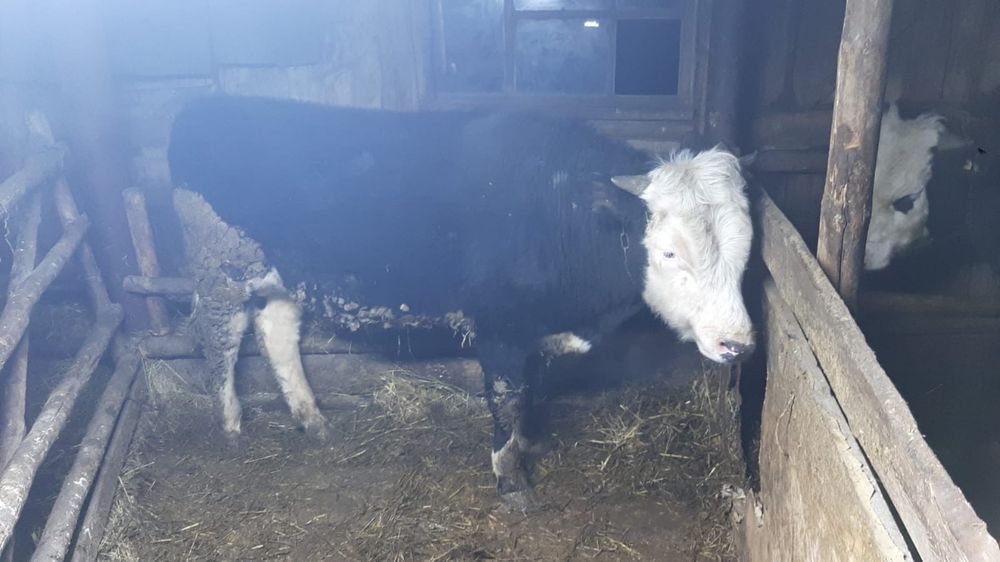 Продам  жирные быки