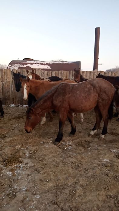 Лошади) кунан, байтал.