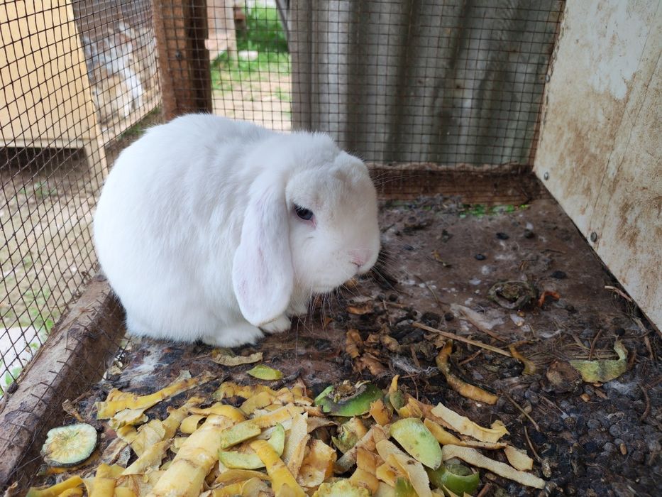 Quyon sotilad sog'lom