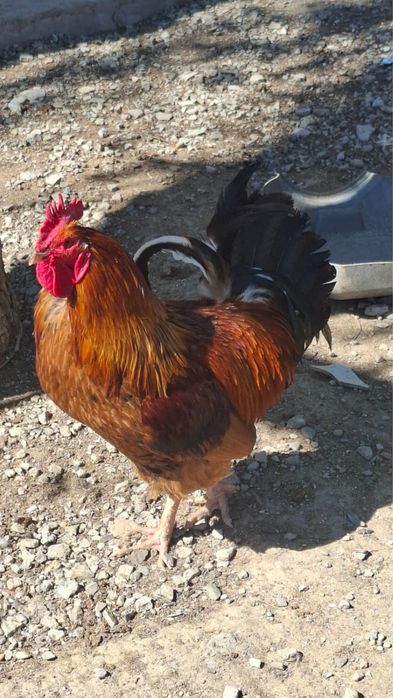 әтеш 1 шт сатылады