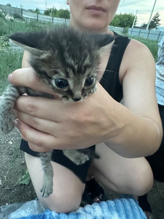 Котята , котята ищут дом.