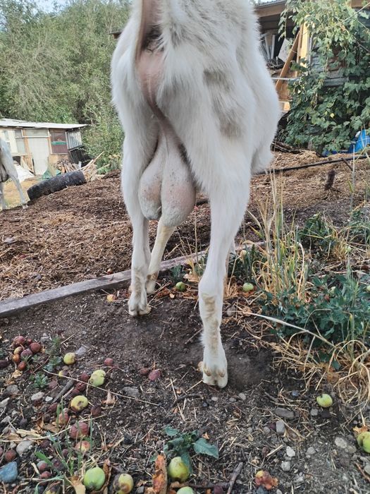 Козел, теке, козы вязка, случка