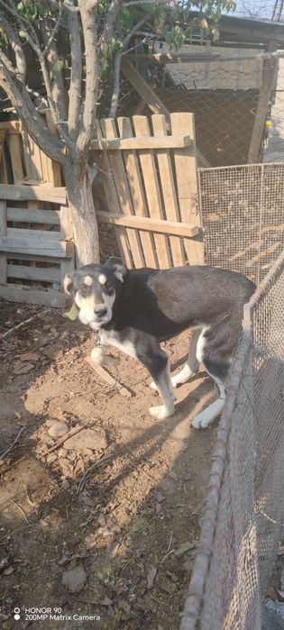 Собака кобель ит күшік