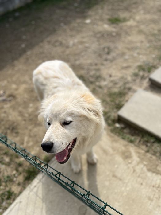 Caine spre adoptie aproximativ 6 luni metis ciobanesc