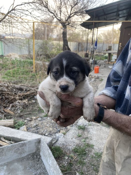 Классные щенки , мини овчарки