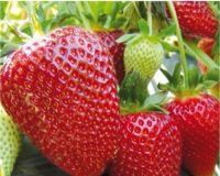 Продам клубнику саженцы