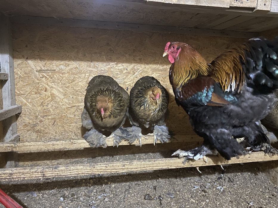 Брама куропчатая