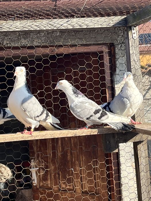 Gălățeni-Porumbei de zbor la înălțime
