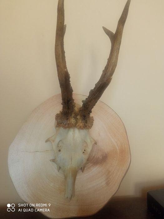 Рога от  сръндак