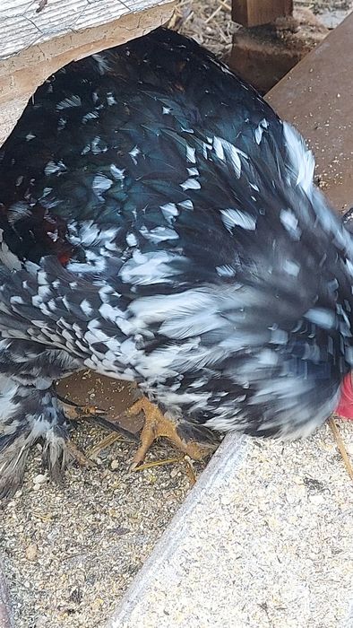 Vând o pereche, cocoș  și o gaina brahma  portelan!