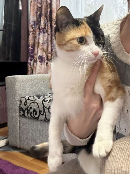 Ласковые кошечки Отдам в добрые руки