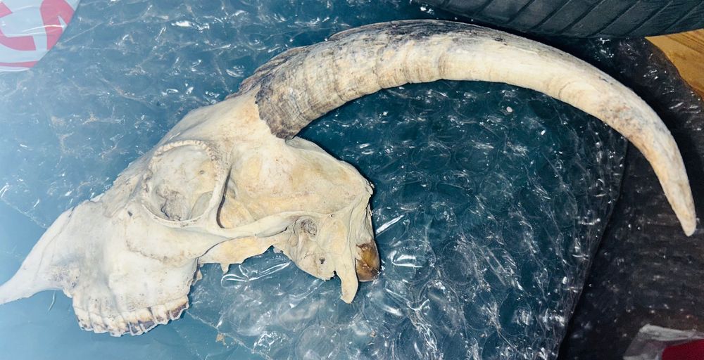 Рога за кукерски маски