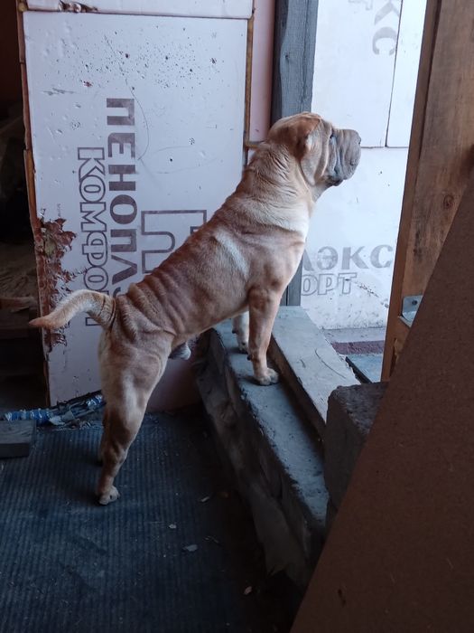 Шарпей кобель для вязки 2 года.