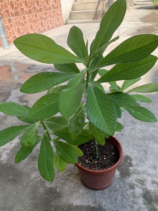 Молочай домашнее растения