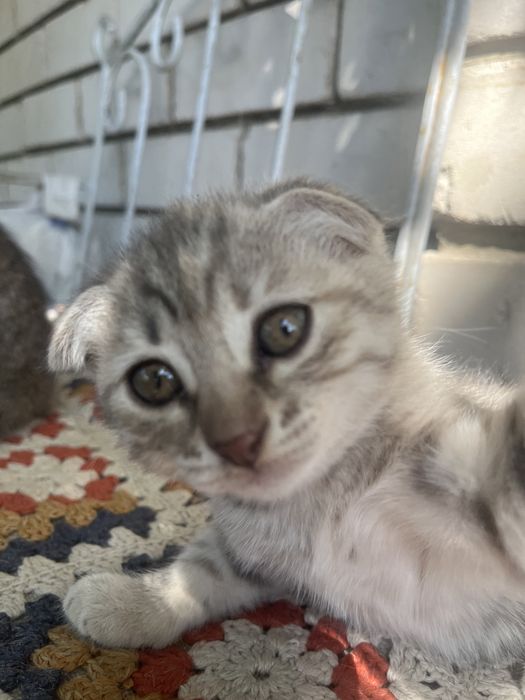 Отдам двух котят в добрые руки