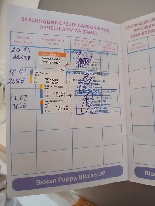 Померан шпиц на 3 месеза