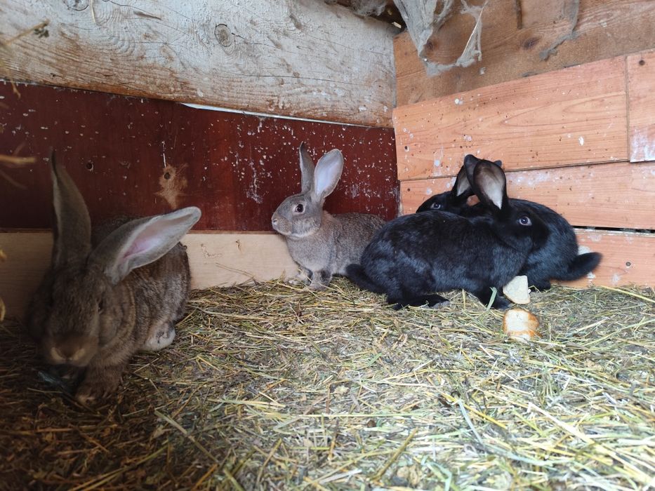 Iepurași de vânzare