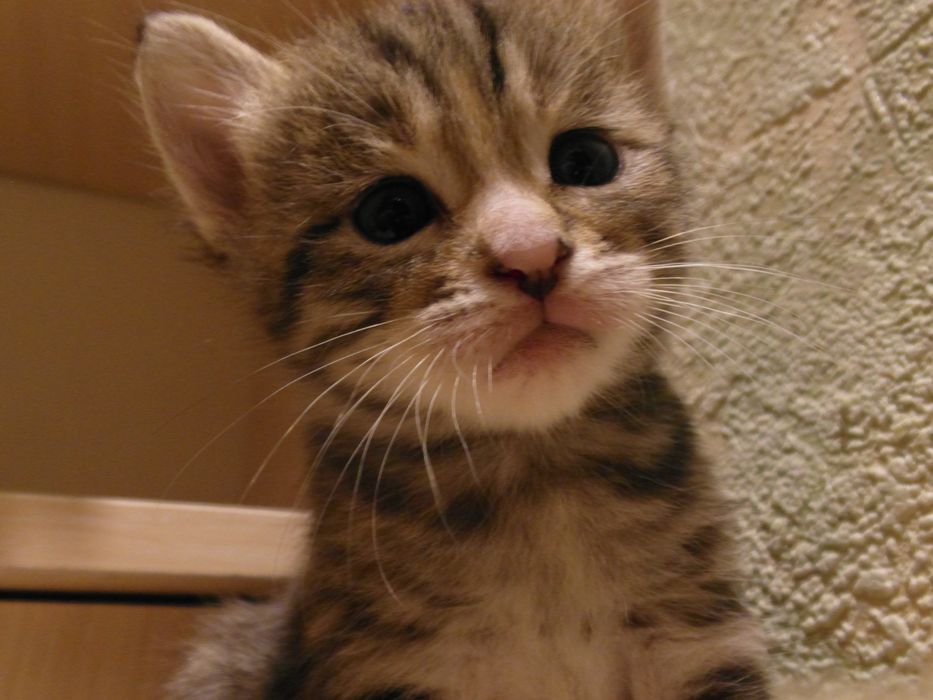 котята