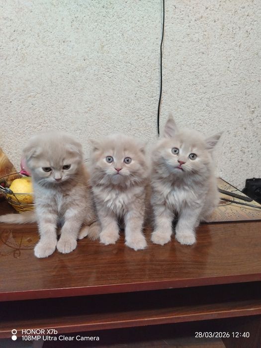 Продаются породистые