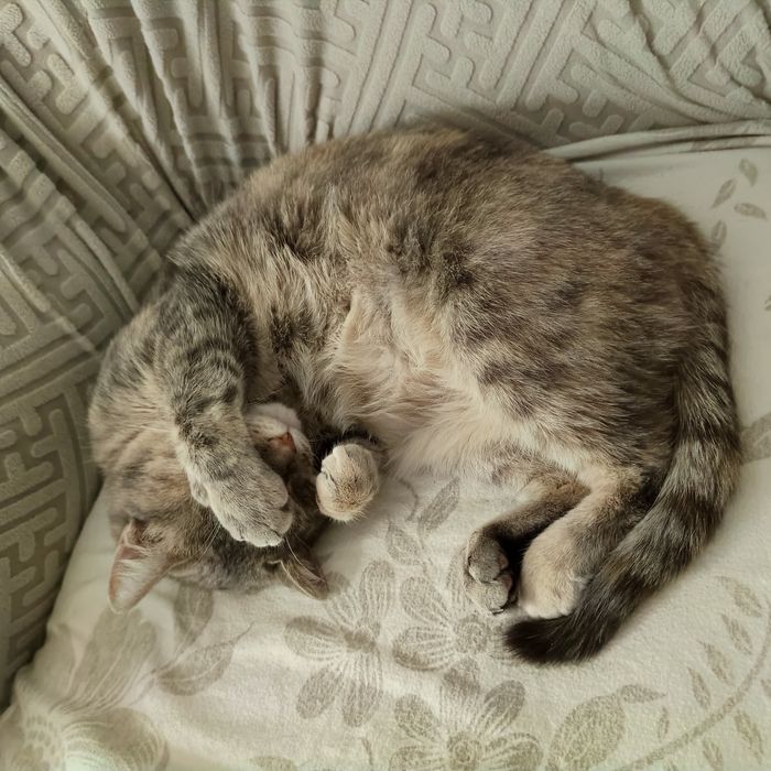 Кошечка в добрые руки