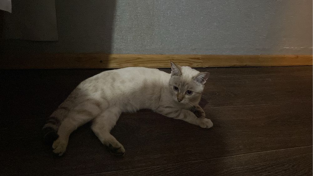 Отдам кошку.